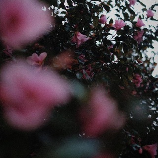 Telegram profile photo for نورالزّهـراء'س.