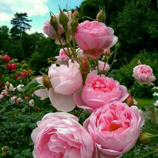 Telegram profile photo for 📚🌾خوشه چین🌾📚