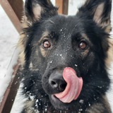 Telegram profile photo for Зоогостиница