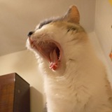 Telegram profile photo for Маленький Кусь