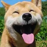 Telegram profile photo for 狗子的日常🍖