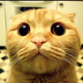 Telegram profile photo for Приколы с животными