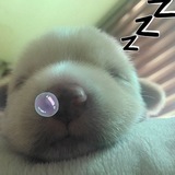 Telegram profile photo for punya gwen