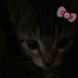 Telegram profile photo for ||котята в хате🎀||
