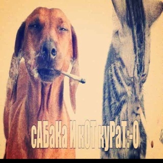 Telegram profile photo for сАБаКа И кОТ куРаТ:-0