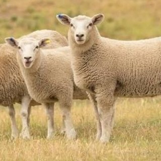 Telegram profile photo for مشاوره و پرورش گوسفند🐑