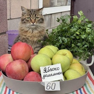 Telegram profile photo for крошки кошки