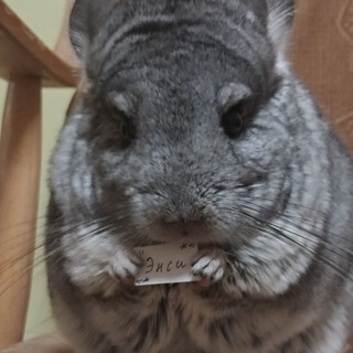 Telegram profile photo for 🌸 Сад Энси