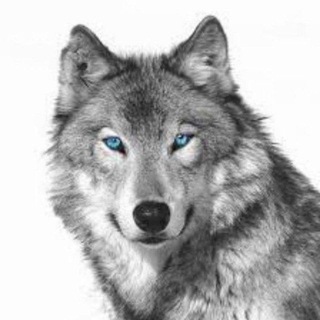 Telegram profile photo for Vip_signal