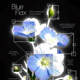 Telegram profile photo for Forget-me-not field