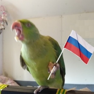 Telegram profile photo for ПОПУГАЧИК
