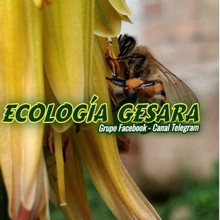 Telegram profile photo for ECOLOGÍA GESARA