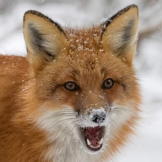 Telegram profile photo for Captain's Cabin