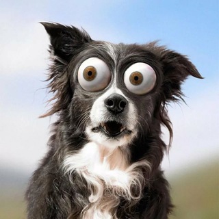Telegram profile photo for Собака Шарика