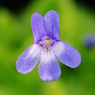 Telegram profile photo for PLANTAE - natural perception