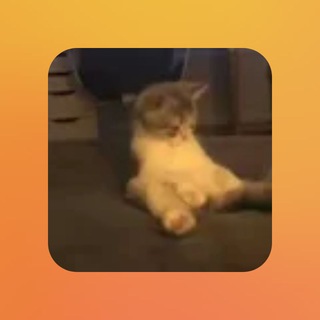 Telegram profile photo for Шабака творит☀️🐶