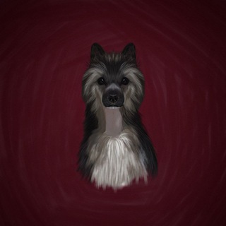 Telegram profile photo for Шейли𓃥