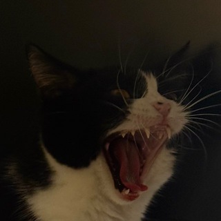 Telegram profile photo for Daily antonation