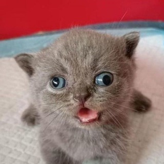 Telegram profile photo for Мультрепост (арт пиар, набор на репост ЗАКРЫТ)