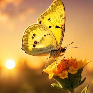 Telegram profile photo for گروه زرین