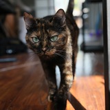 Telegram profile photo for клёпа мохнатая попа