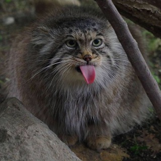 Telegram profile photo for Коты & ко