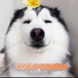 Telegram profile photo for Собачники Тимирязевский и САО