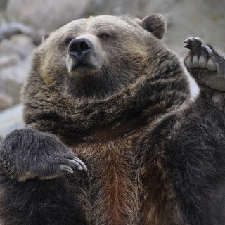 Telegram profile photo for Daily Bears²