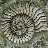 Telegram profile photo for PALEONTOLOGY CONFESSION!