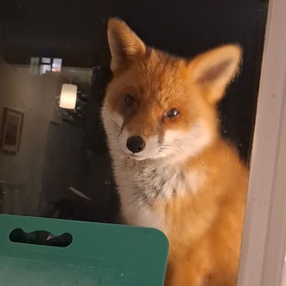 Telegram profile photo for Чух Лис