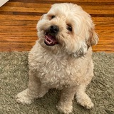Telegram profile photo for Steve Watchman