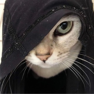 Telegram profile photo for Раздачи от n1