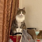 Telegram profile photo for Канал про кошку Грушу 🍐