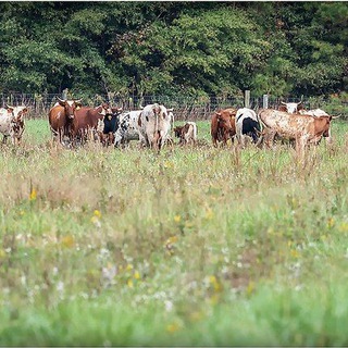 Telegram profile photo for Announcement Group for Cattle Co-op News