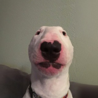 Telegram profile photo for $WALTER PORTAL