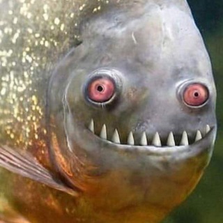 Telegram profile photo for Аквафермер