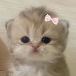 Telegram profile photo for квантові дівчата.