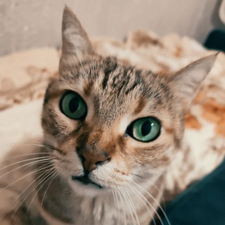 Telegram profile photo for Лапки герцогини