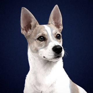 Telegram profile photo for Gerras
