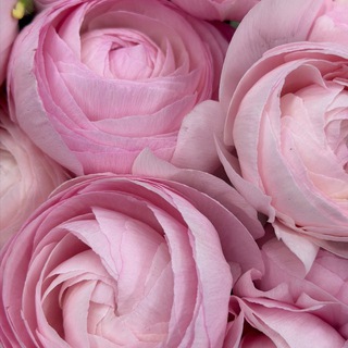 Telegram profile photo for Mary’s Flowers| Мэрис Флауэрс| Цветы Калининград