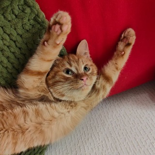 Telegram profile photo for Абрикосовый джем