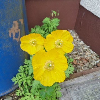 Telegram profile photo for Nature | Flowers | Animals | Mushrooms | Landscape