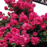 Telegram profile photo for گزيده مطالب اقتصادي و اجتماعي