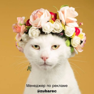 Telegram profile photo for Канал с Котами, котиками, котэ