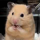 Telegram profile photo for hamster