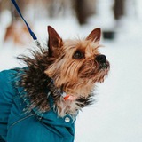 Telegram profile photo for Ёжик-Макс