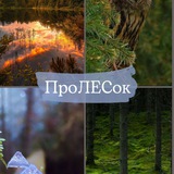 Telegram profile photo for Лес./ ПроЛЕСок.