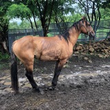 Telegram profile photo for Circassian equestrian