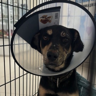 Telegram profile photo for СПАСАЕТ МИШКА❤️🩹