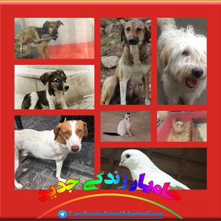 Telegram profile photo for واگذاری رایگان و آموزشِ رفتار اصولی با حیوانات- حامیان زندگی جدید